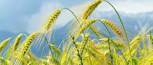 云方便农业app 云方便农业app