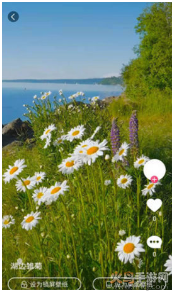 小鸟壁纸app v3.0.2安卓版