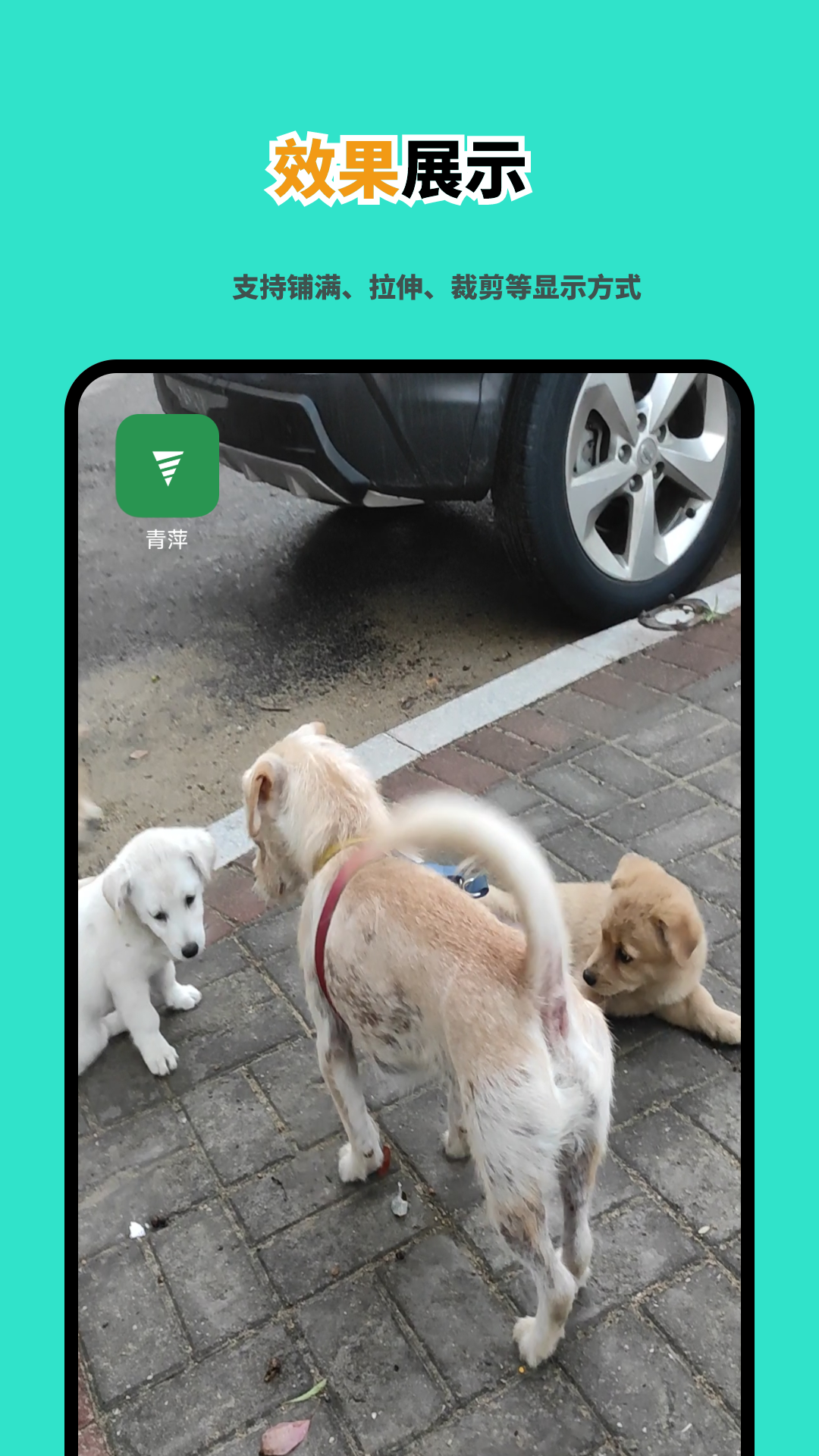 青萍视频壁纸软件 v1.1.0 安卓版