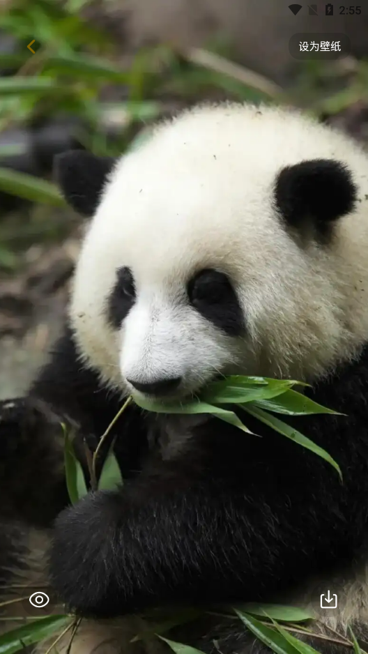 景深壁纸官方版 v1.1 安卓版