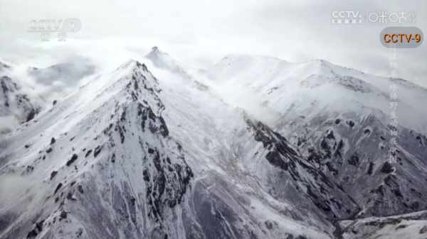 安心直播看电视软件 安心直播看电视软件