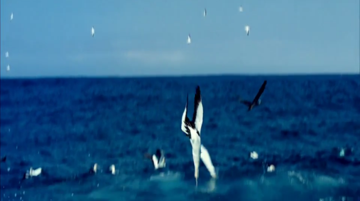 老李米古TV版 老李米古TV版