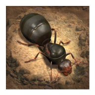 小小蚁国国际服(The Ants) v3.29.0 最新版