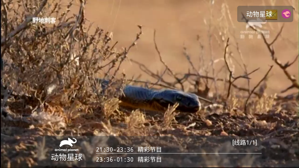 野火聚合电视直播 v6.0.6 官方版