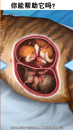 小小动物医院游戏 v1.0.1 最新版