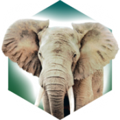 方舟动物园桌游安卓版 v1.0.0 最新版