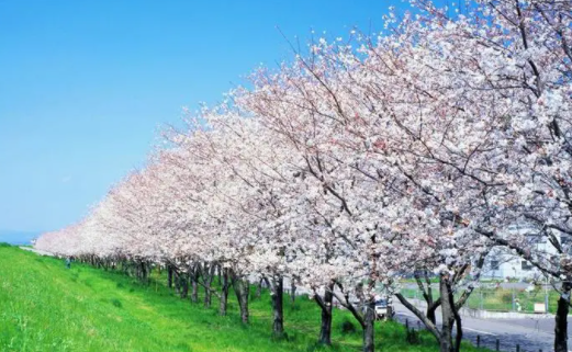 图片变漫画相机软件下载免费版