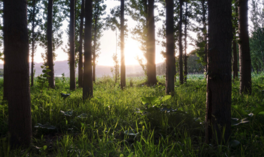 ProKnockout智能抠图app下载