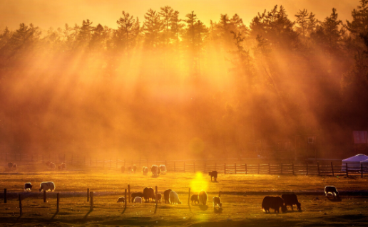飞映设计官方下载