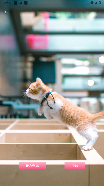 玫瑰壁纸app手机版下载