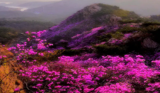 古镇珠山融媒体app