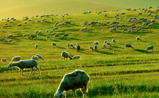 草原全媒手机客户端