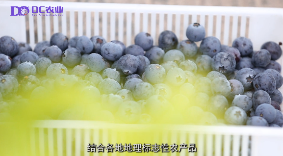 DC网点筹软件最新版本2023下载