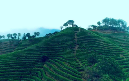 火狼小说手机版免费下载