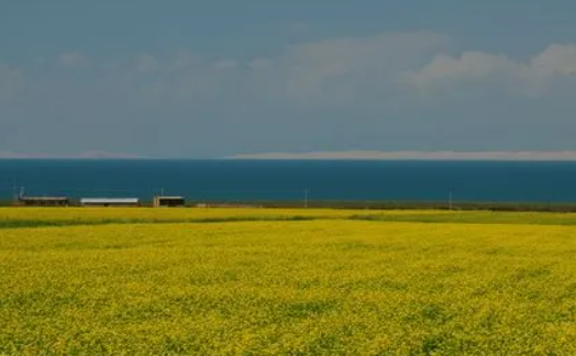 青梨阅读追书神器app下载