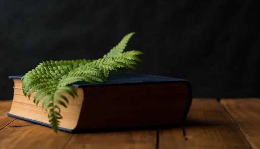 红桃免费小说app最新版下载