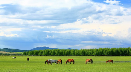 数字呼伦贝尔app官方版下载