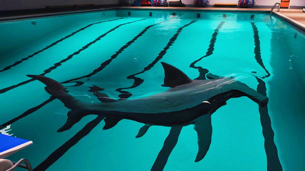 恐怖鲨鱼游泳池最新版下载 v1.1 安卓版