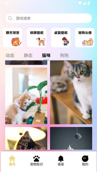 桌面宠物壁纸app下载安装