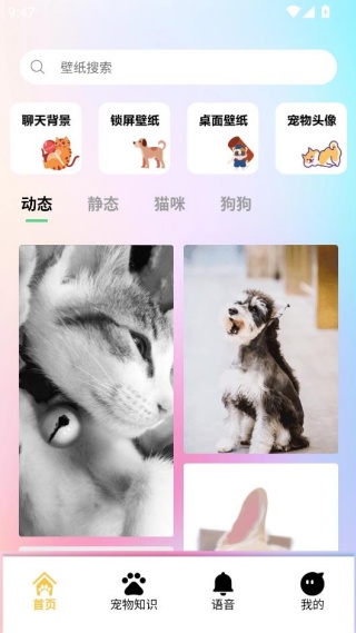 桌面宠物壁纸app下载安装