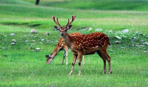 鹿乡融媒 鹿乡融媒