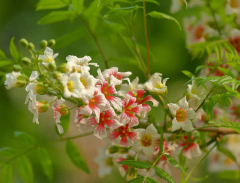 prisma安卓版app下载 prisma安卓版app下载